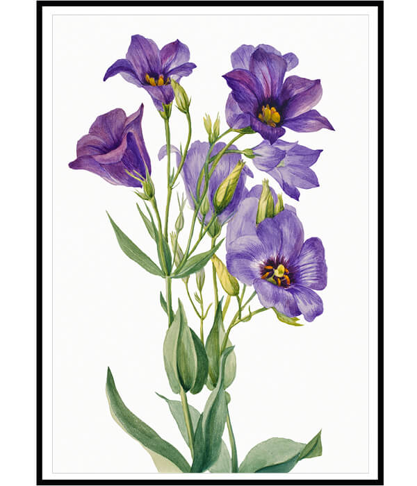 Wild Flowers Set of 3 Floral Paintings by Mary Vaux Walcott