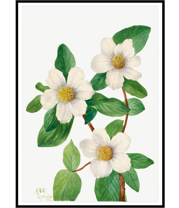 Wild Flowers Set of 3 Floral Paintings by Mary Vaux Walcott