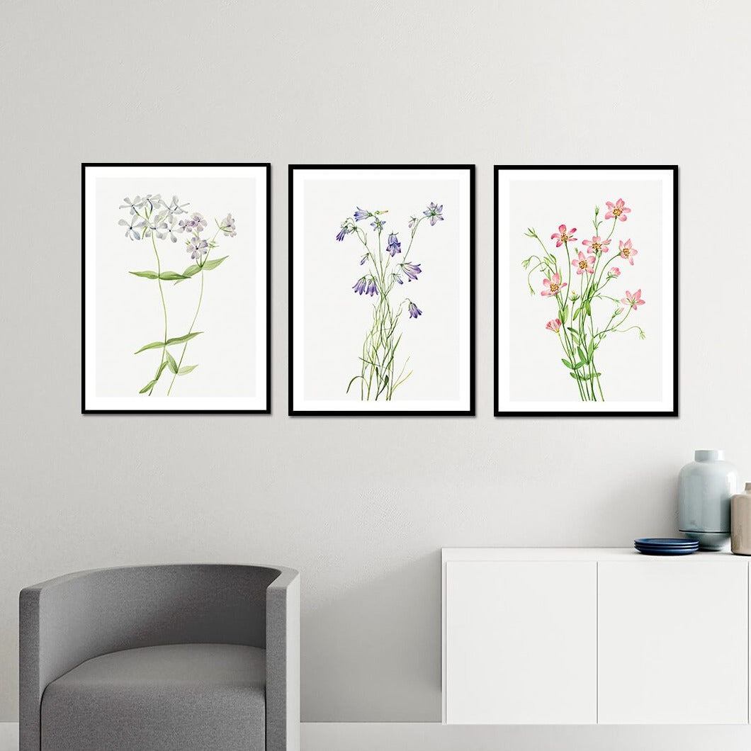 Wild Flowers Set of 3 Floral Paintings by Mary Vaux Walcott