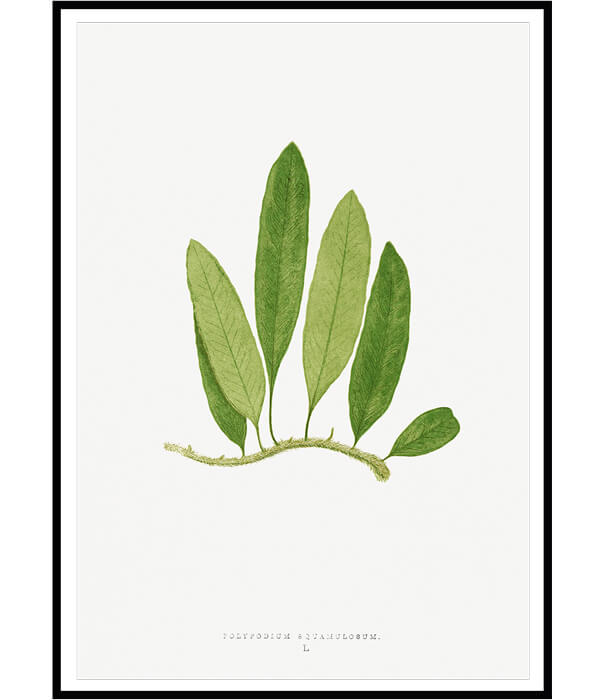 Ferns Set of 3 Floral Paintings by Edward Lowe