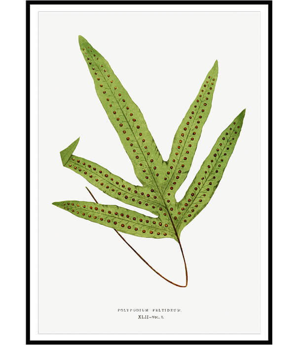 Ferns Set of 3 Floral Paintings by Edward Lowe