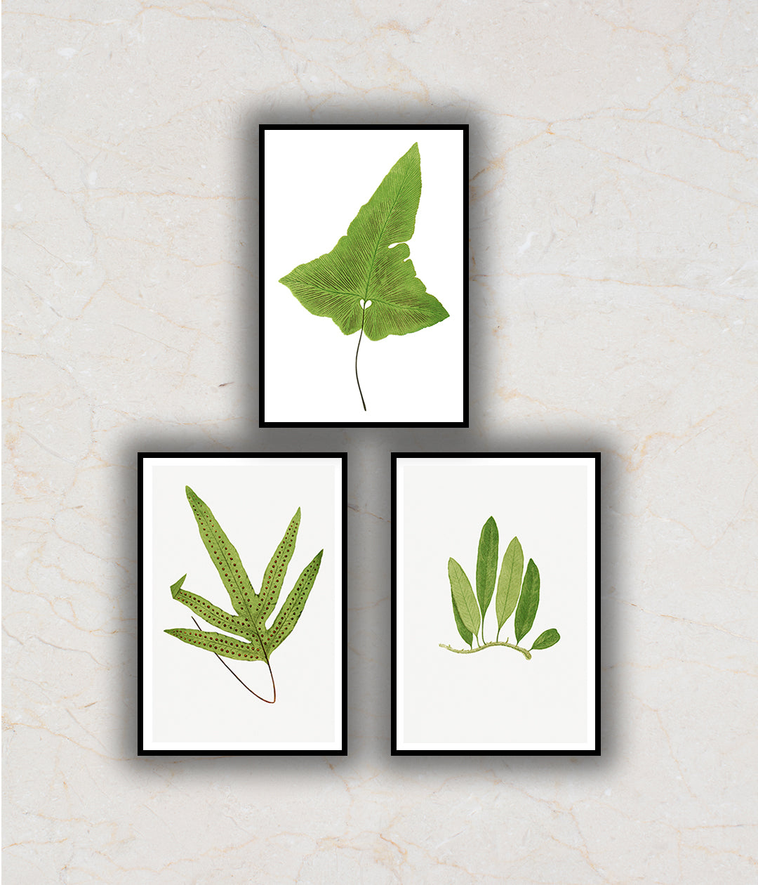 Ferns Set of 3 Floral Paintings by Edward Lowe
