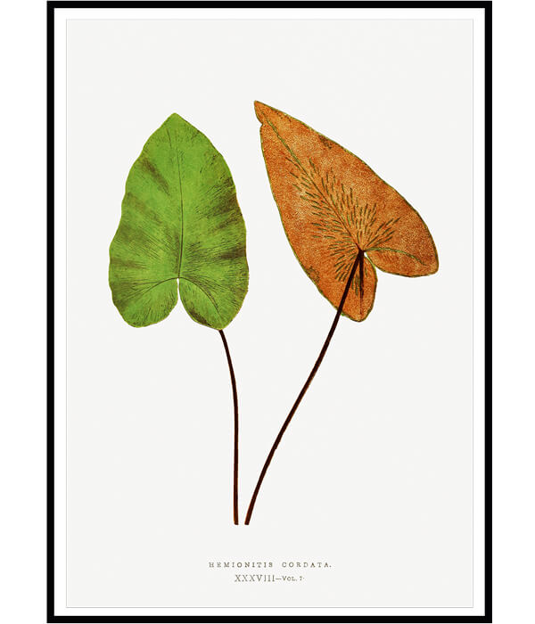 Ferns Set of 2 Floral Paintings by Edward Lowe