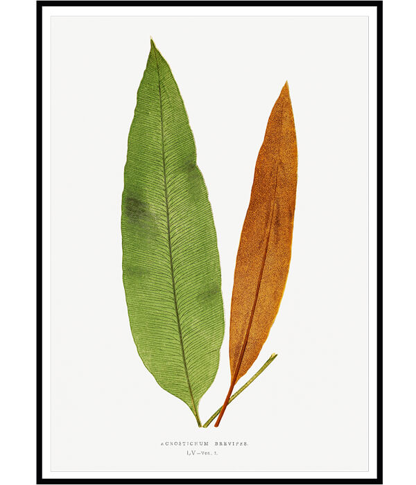 Ferns Set of 2 Floral Paintings by Edward Lowe