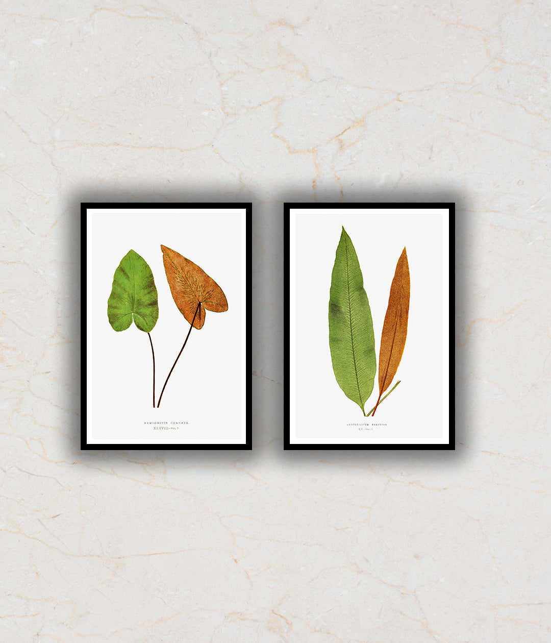 Ferns Set of 2 Floral Paintings by Edward Lowe