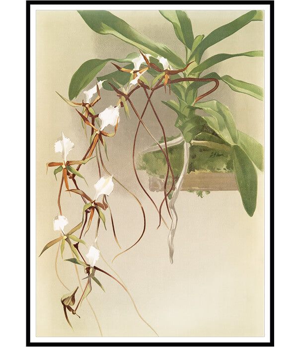 Set of 2 Floral Painting by Henry Frederick Conrad Sander