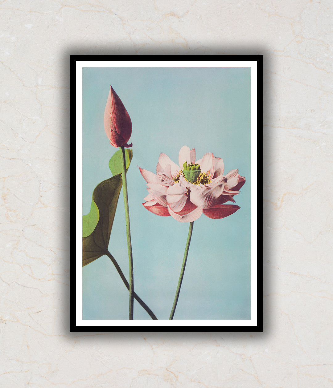 Two Beautiful Lotus Flowers Painting by Ogawa Kazumasa